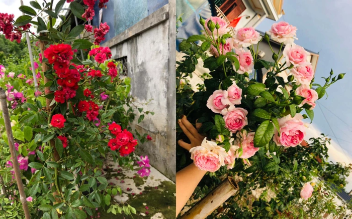 Mẹ đảm Điện Biên trồng vườn đơn giản nhưng ngập tràn cây trái