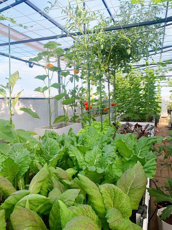 Mẹ đảm Nghệ An chi 100 triệu làm vườn: Chồng con tha hồ ăn rau sạch