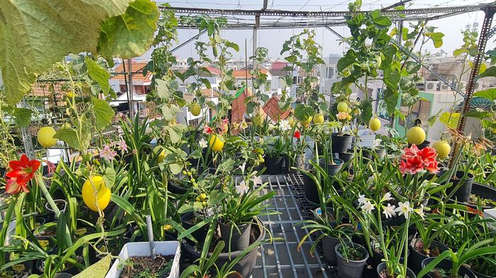 Trồng vườn trên sân thượng, mẹ bỉm có ngay nông trại mini sạch