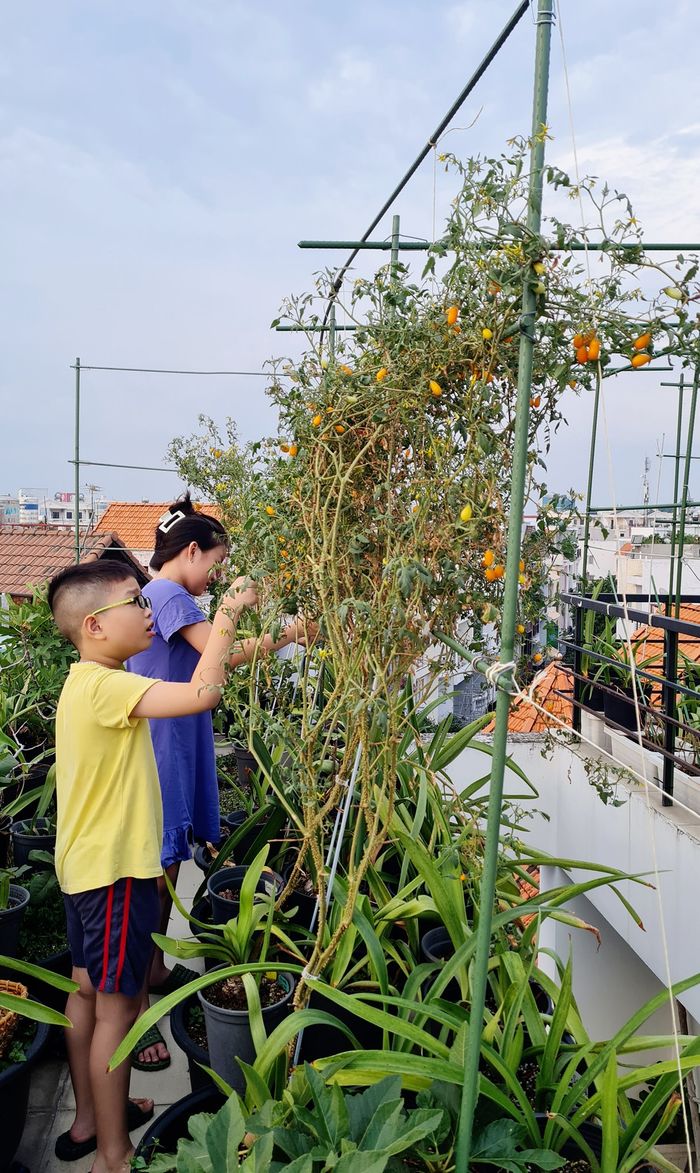 Trồng vườn trên sân thượng, mẹ bỉm có ngay nông trại mini sạch
