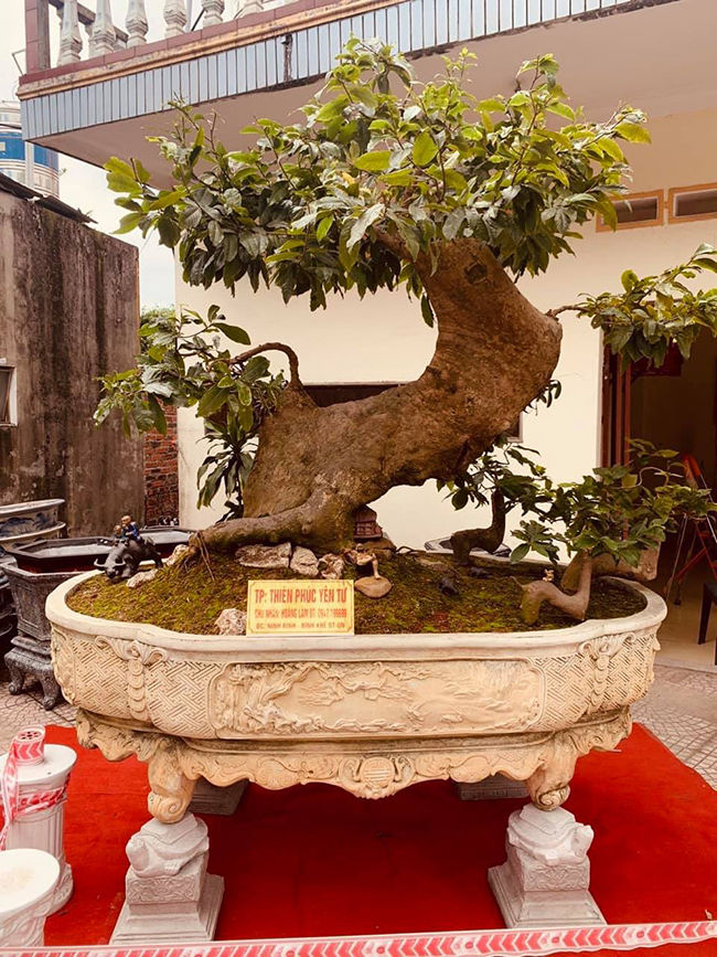 Cụ mai vàng hơn 700 năm tuổi được trồng trong chậu dát vàng