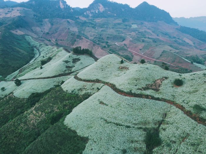 Tháng 11 này, Sơn La có thiên đường hoa cải trắng đẹp nao lòng người