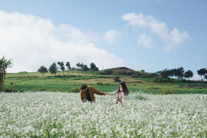 Tháng 11 này, Sơn La có thiên đường hoa cải trắng đẹp nao lòng người