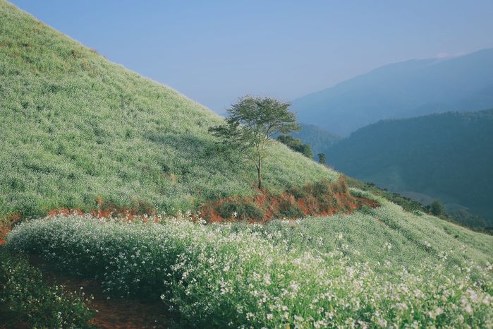 Tháng 11 này, Sơn La có thiên đường hoa cải trắng đẹp nao lòng người
