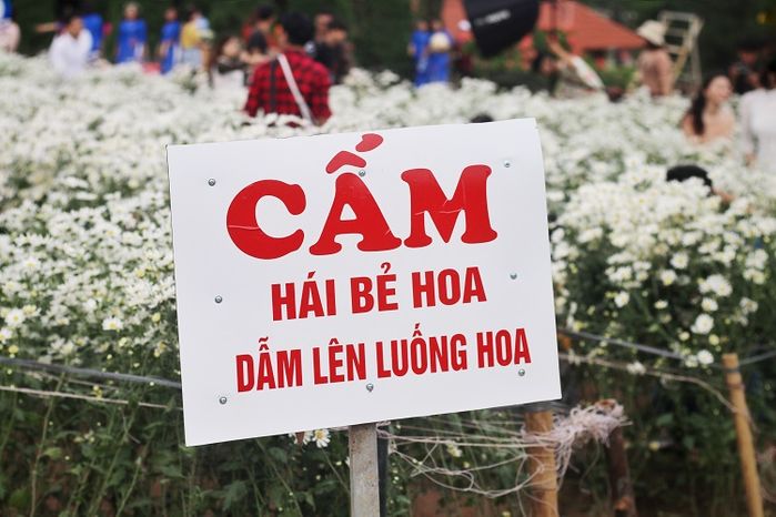Vườn cúc họa mi cứ 1m2 có 3 người chen lấn: Phải bố trí cả bảo vệ
