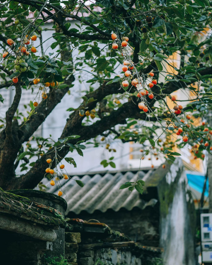 Gắn quả giả đánh lừa thị giác: Du khách ngã ngửa, đã vậy còn thu phí