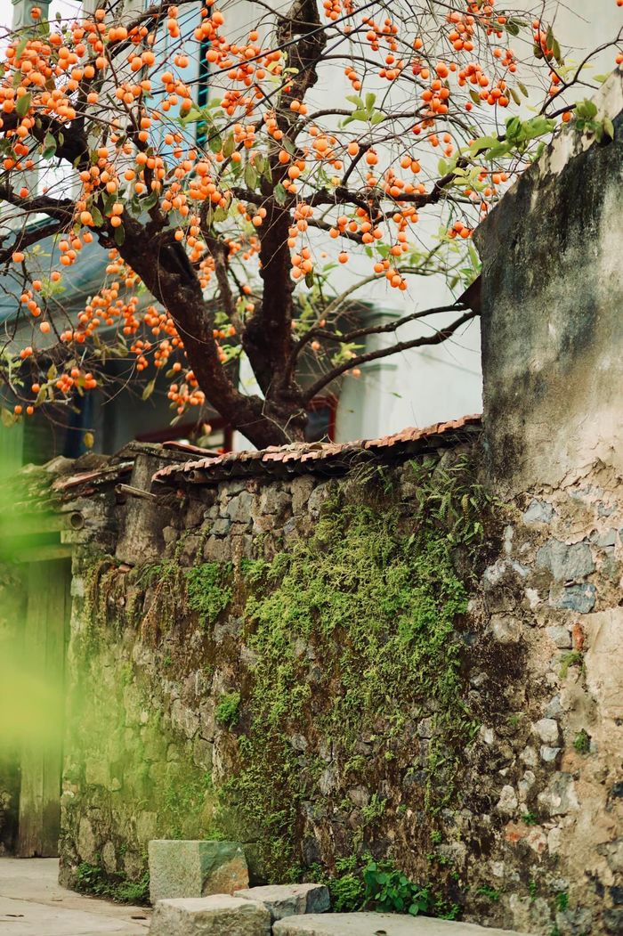 Gắn quả giả đánh lừa thị giác: Du khách ngã ngửa, đã vậy còn thu phí