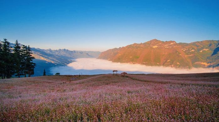 Ghé thảo nguyên Suôi Thầu, Hà Giang ngắm tam giác mạch nở hồng núi đồi