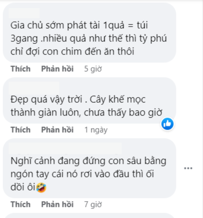 Khế mọc thành giàn vàng ươm sướng cả mắt, tìm mãi không có cây thứ 2