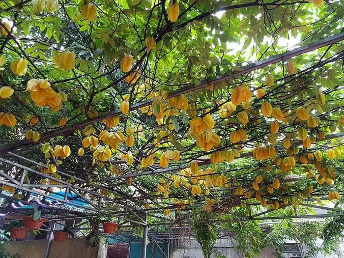 Khế mọc thành giàn vàng ươm sướng cả mắt, tìm mãi không có cây thứ 2