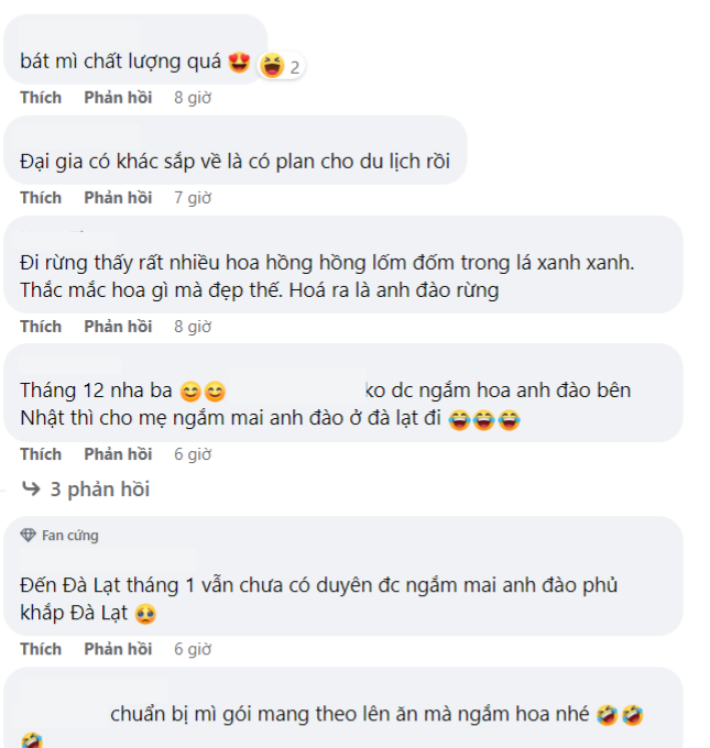 Mai anh đào sắp nhuộm hồng Đà Lạt, nhanh chân còn kịp check-in