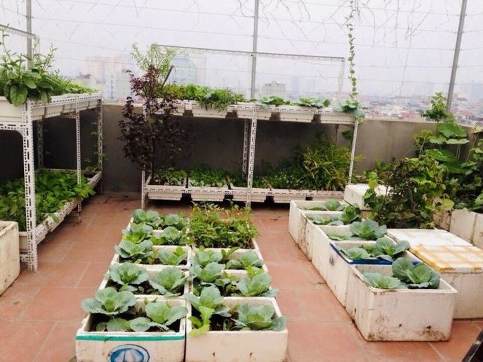 Mẹ đảm chia sẻ kinh nghiệm 5 năm làm vườn trên sân thượng