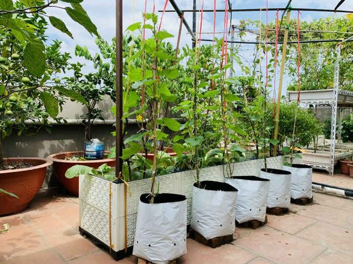 Mẹ đảm chia sẻ kinh nghiệm 5 năm làm vườn trên sân thượng