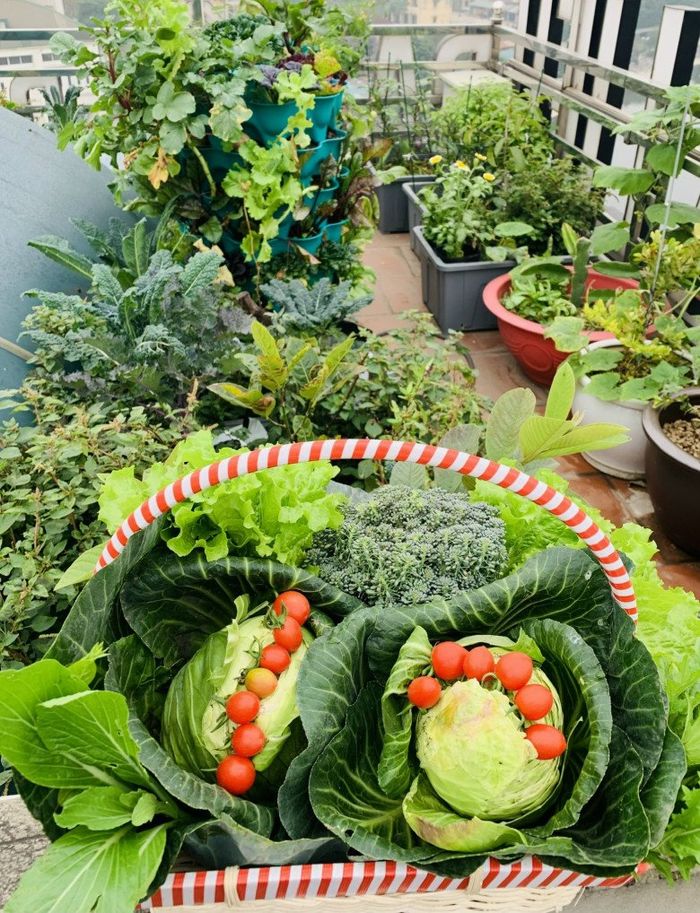 Mẹ đảm chia sẻ kinh nghiệm 5 năm làm vườn trên sân thượng