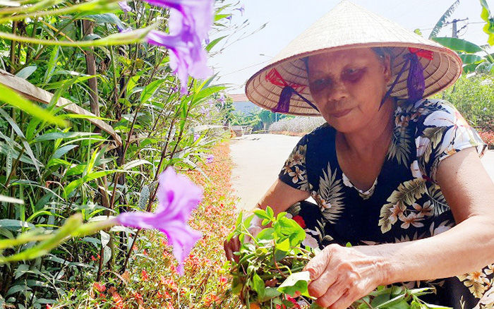 Người phụ nữ U70 miệt mài trồng hoa làm đẹp con đường quê hương