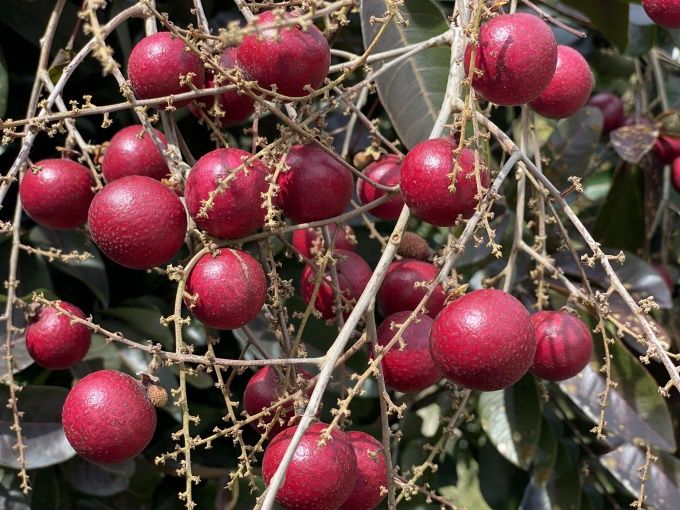 Nhãn tím độc nhất vô nhị ở miền Tây: Quả ngọt thanh, giá tận 150k/kg