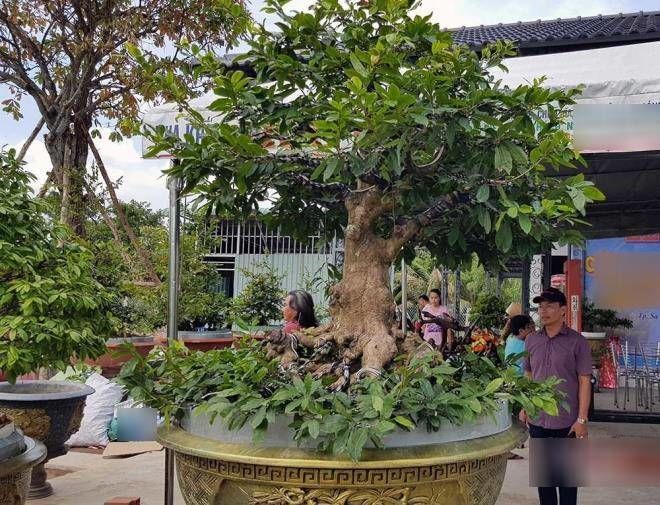 Sống hơn 100 năm, cây mai vàng ở Bình Thuận được trả giá gần 6 tỷ đồng