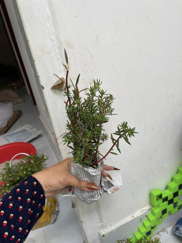 Cô gái 9x Sài thành sáng tạo với nghề trồng hoa mười giờ bonsai