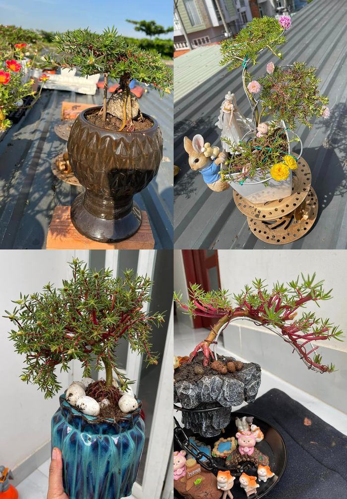 Cô gái 9x Sài thành sáng tạo với nghề trồng hoa mười giờ bonsai