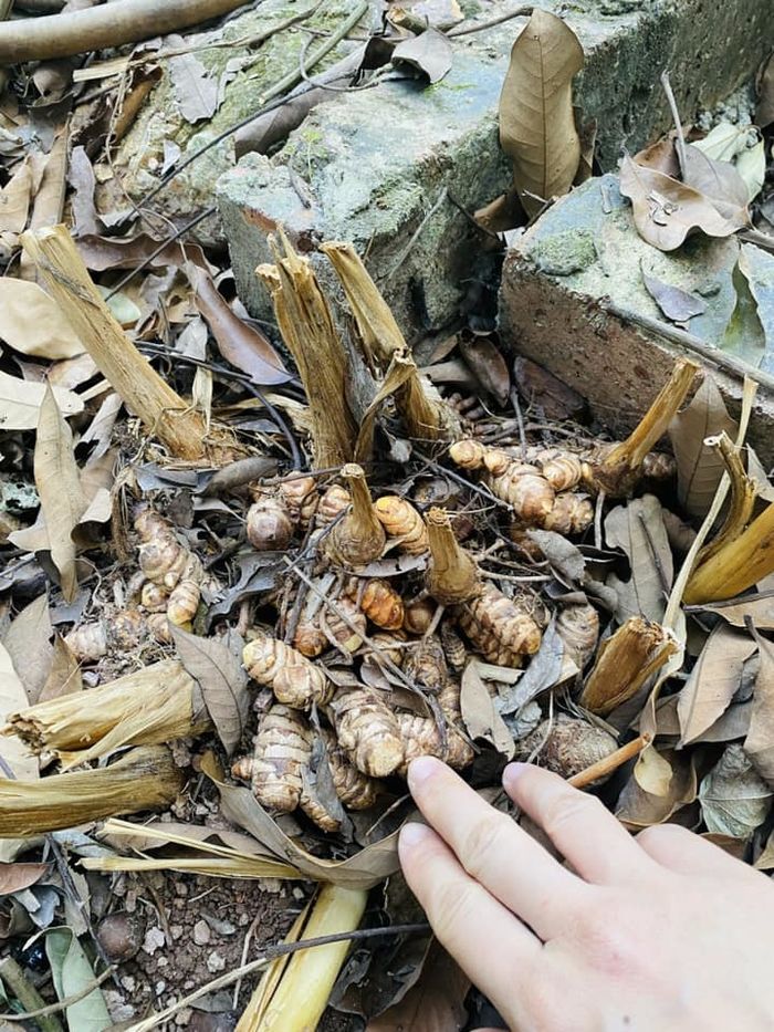 Những nữ MC sở hữu vườn rau xanh mướt vạn người mê