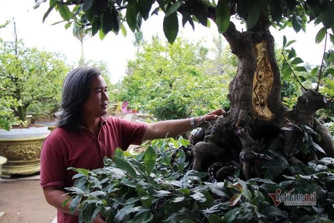 Hà Tĩnh: Cụ mai vàng cao 6m sống hơn 1 thế kỷ, giá bằng chiếc xe hơi