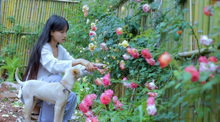 Lý Tử Thất sắp trở lại sau 1 năm ở ẩn: Fan vẫn đợi ngày xem clip mới