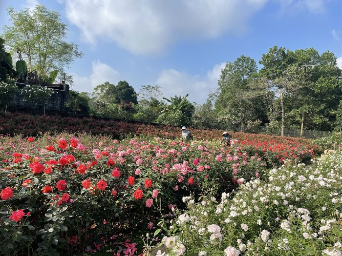 Mẹ bỉm 8x chi trăm tỷ xây khu vườn hoa hồng rộng 6000m2