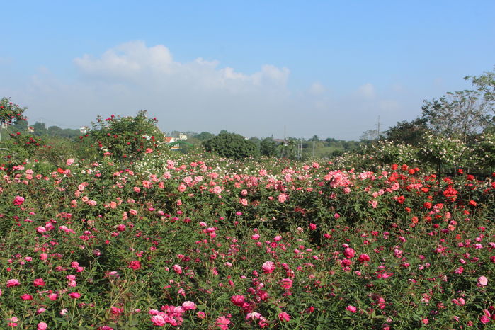Mẹ bỉm 8x chi trăm tỷ xây khu vườn hoa hồng rộng 6000m2