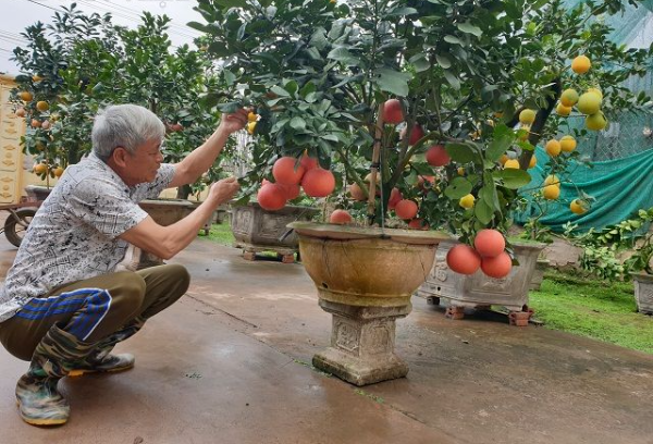 Không còn giá tiền triệu, bưởi đỏ tiến vua giảm giá rõ rệt dịp cận Tết