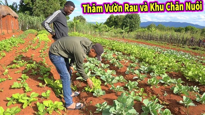 Trang trại 4,3 tỷ đồng vừa mất đồ, Quang Linh lại bị sập nhà kho