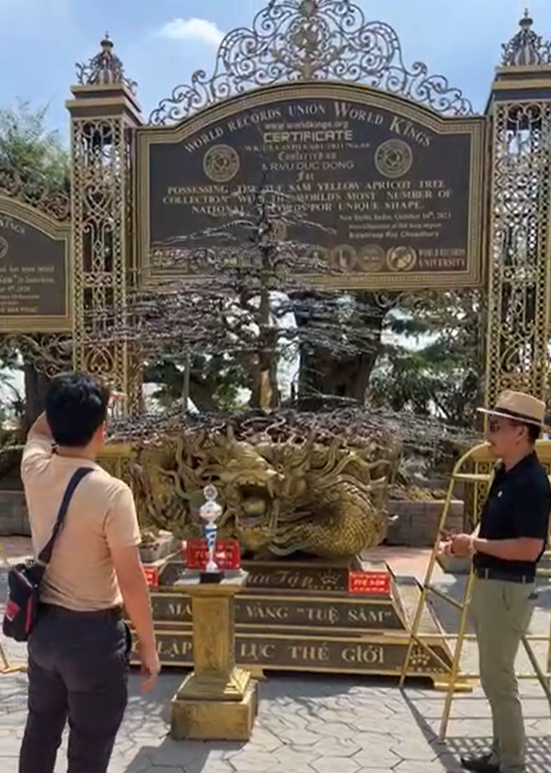 Cây mai dát vàng tại Đồng Tháp: Tuổi đời 150 năm, được trả 9 tỷ đồng