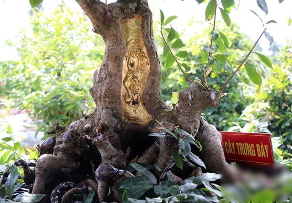 Cây mai dát vàng tại Đồng Tháp: Tuổi đời 150 năm, được trả 9 tỷ đồng