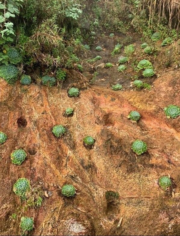 Chinh phục Fansipan, netizen mê mẩn thác sen đá ở cung đường trekking