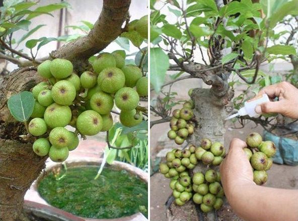 Cú lừa cực mạnh mang tên cây chưng Tết: Là táo nhưng nở hoa dâm bụt