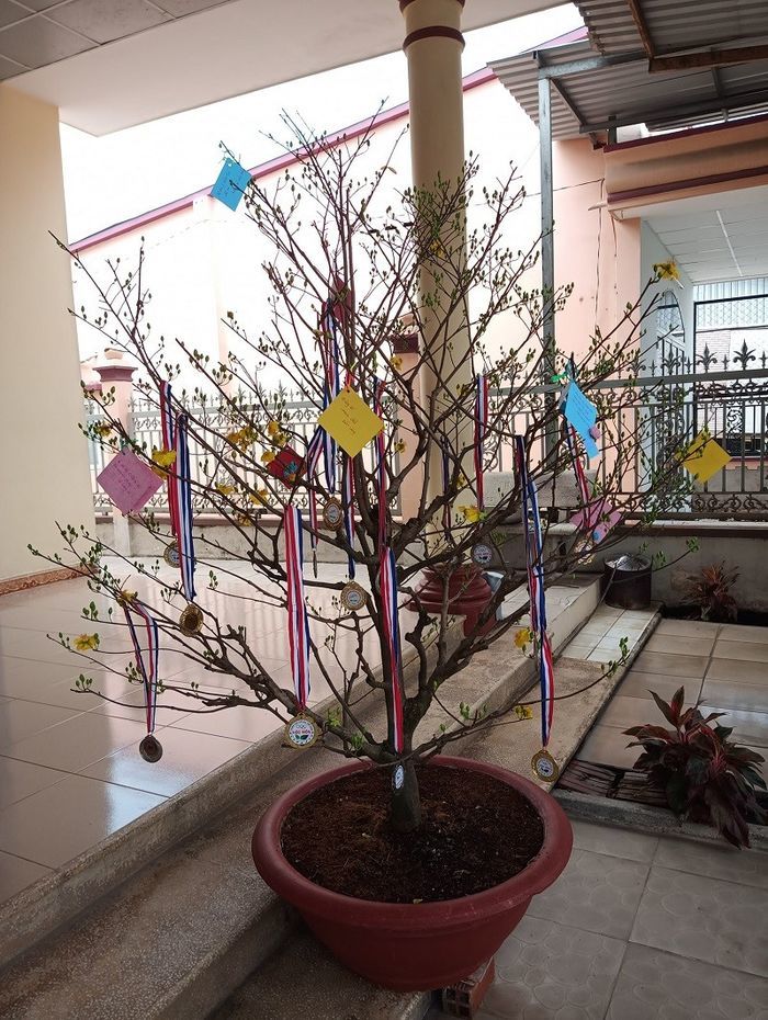 Trang trí mai đào bằng giấy khen, việc chỉ con người ta mới làm được