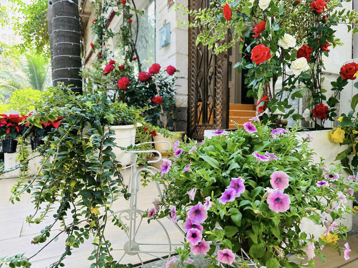 Vy Oanh trang hoàng biệt thự đón Tết: Hoa ngập vườn, tiểu cảnh đặc sắc