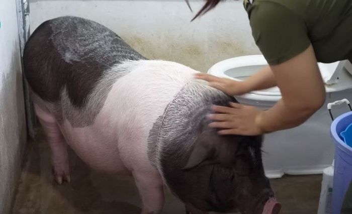 Khi chú heo là con cưng: Đeo dây chuyền, xịt nước hoa và có phòng ngủ
