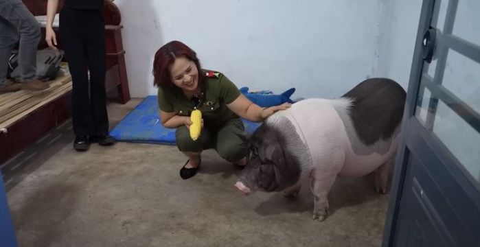 Khi chú heo là con cưng: Đeo dây chuyền, xịt nước hoa và có phòng ngủ