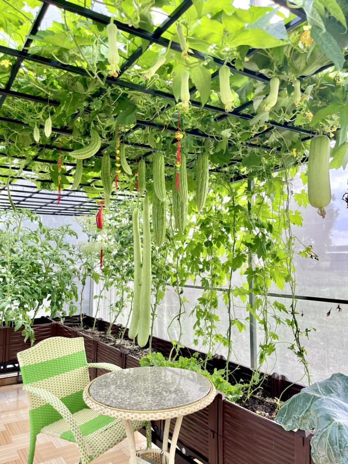 Mẹ bỉm Kiên Giang khiến chị em sốt sắng khi khoe vườn sân thượng