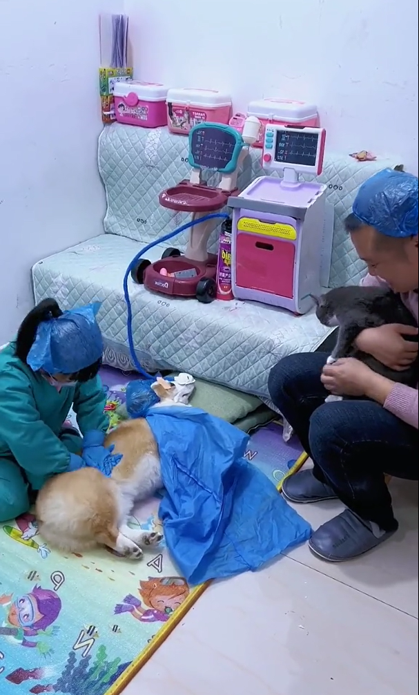 Cô bé đam mê làm bác sĩ từ nhỏ: Bố và chú cún phải đóng vai bệnh nhân