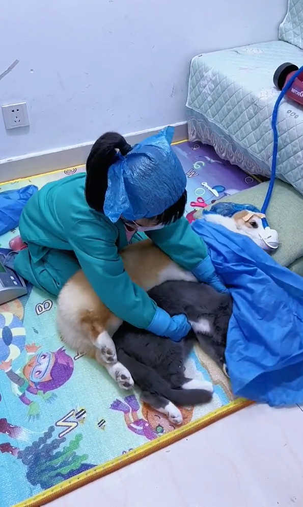 Cô bé đam mê làm bác sĩ từ nhỏ: Bố và chú cún phải đóng vai bệnh nhân