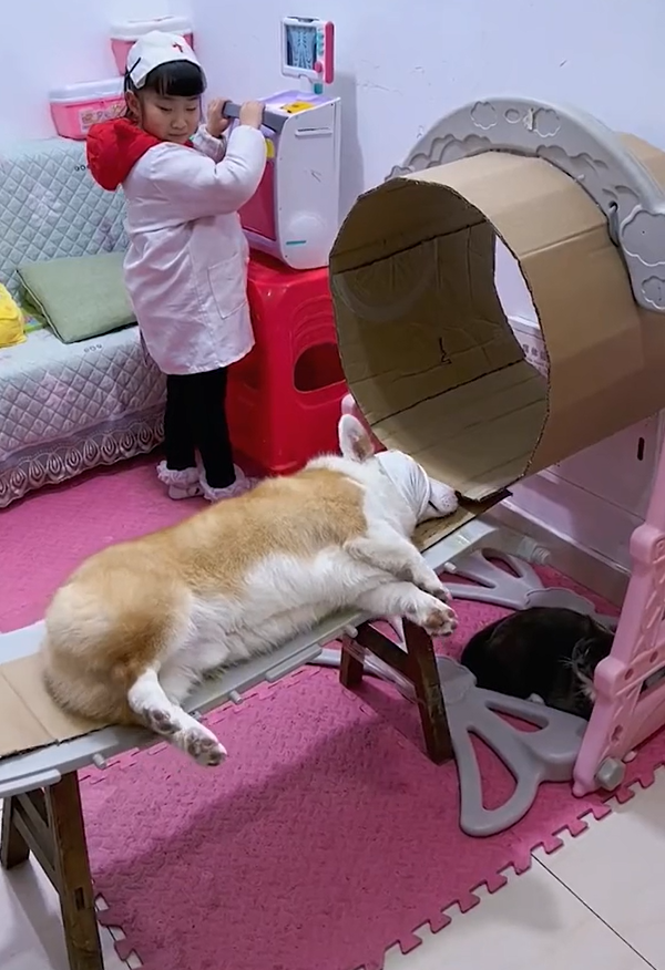 Cô bé đam mê làm bác sĩ từ nhỏ: Bố và chú cún phải đóng vai bệnh nhân