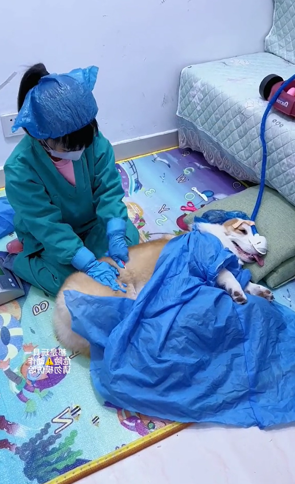 Cô bé đam mê làm bác sĩ từ nhỏ: Bố và chú cún phải đóng vai bệnh nhân