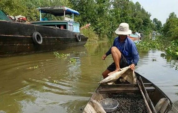 Nghề mò ốc giờ khác rồi, ngày thả lưới, tối thu vào vài triệu đồng