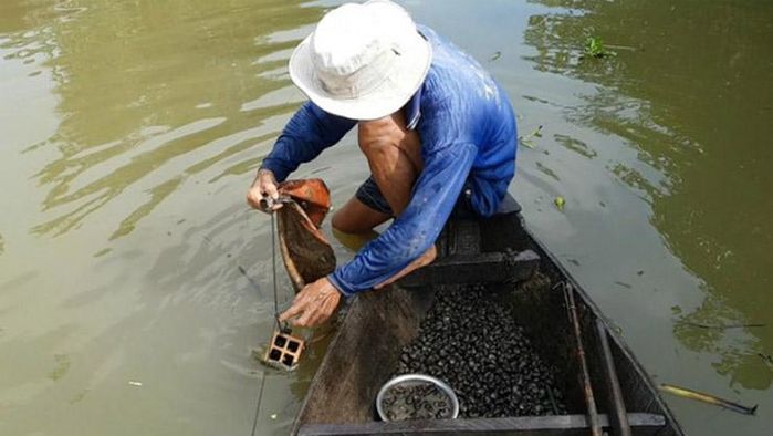 Nghề mò ốc giờ khác rồi, ngày thả lưới, tối thu vào vài triệu đồng