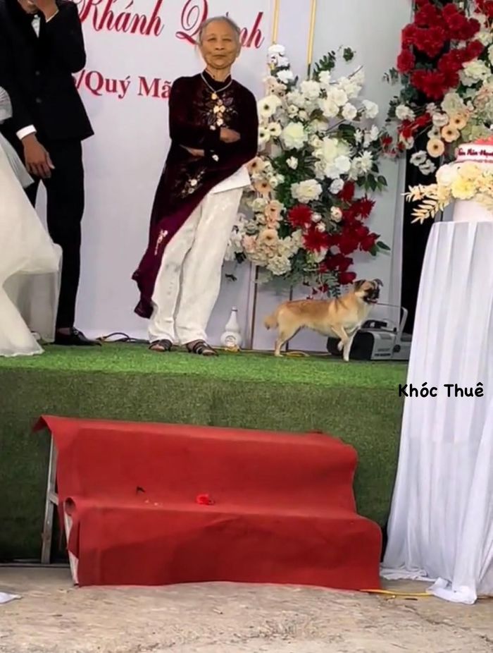 Hài hước chú cún chiếm spotlight trong đám cưới: “Sao không mời tui