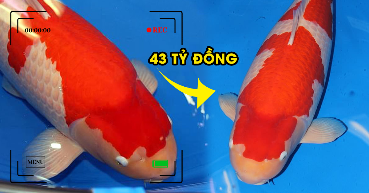 Chuyện lạ: Chú cá Koi đắt nhất thế giới đạt mức giá 43 tỷ đồng