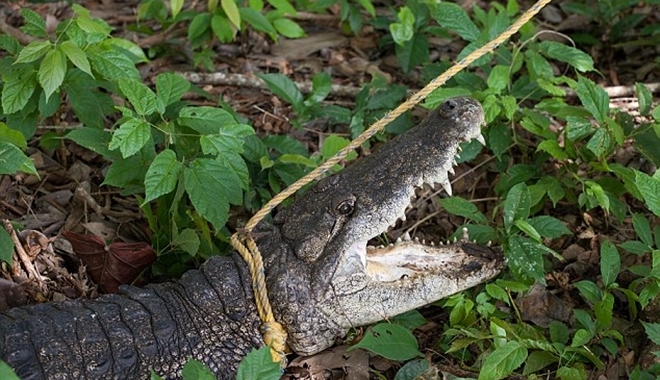 Kinh hoàng hồ máu ở Mexico kích thích hơn 300 con cá sấu