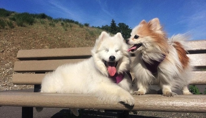 Loạt ảnh gây sốt cộng đồng mạng về tình bạn giữa hai chú chó đặc biệt