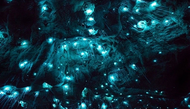 Ngẩn ngơ trước vẻ đẹp của hang đom đóm 30 triệu năm tuổi ở New Zealand